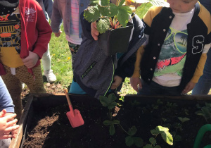 Dzieci sadzą sadzonki owocowe8